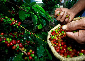 colombian coffee picker
