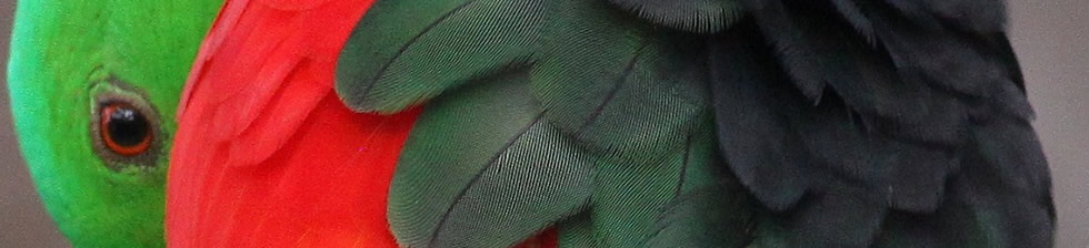 wings detail